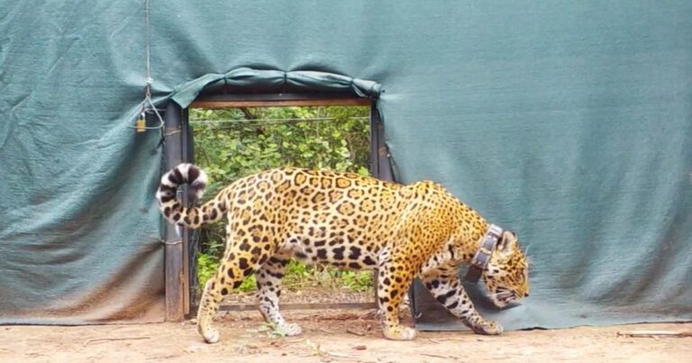 Para tratar de preservar la especie, liberaron en El Impenetrable a la yaguareté «Miní»