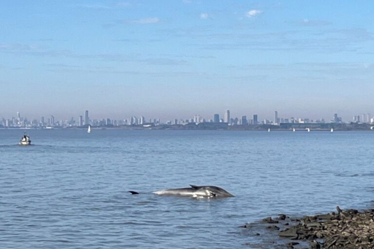 Apareció una ballena en la costa de Vicente López