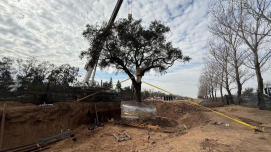 Villa Allende: por qué es «inviable» el trasplante del quebracho blanco, un «dinosaurio» vegetal