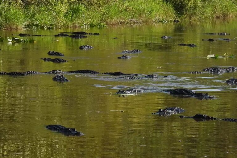 No es en Florida: cientos de caimanes sorprendieron a visitantes tras rodear el muelle de un conocido parque en EE.UU.