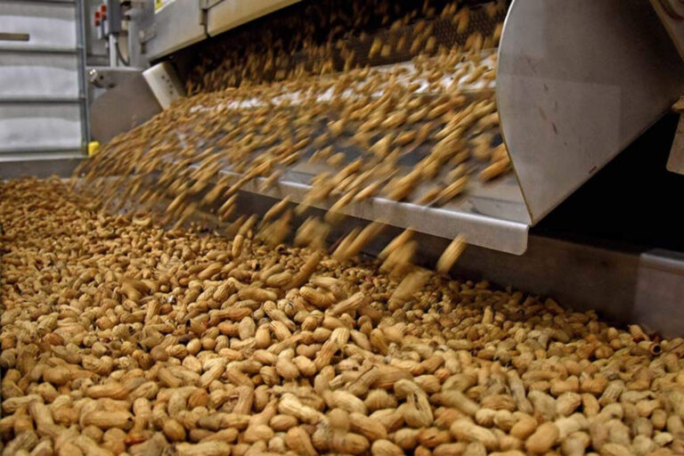 Tras la baja de impuestos, Argentina se convirtió en el mayor exportador de maní