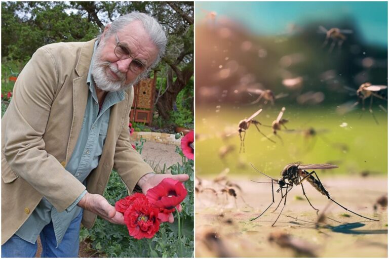 John Dromgoole, jardinero en Texas, revela cómo preparar un repelente natural para los mosquitos: económico y fácil
