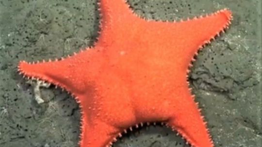 Conicet viral: cómo se reinventó el organismo a partir la expedición submarina