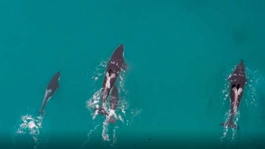 Orcas atacaron por primera vez a una cría de ballena franca austral en El Doradillo